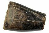 Partial Juvenile Tyrannosaur Premax Tooth #276358-1